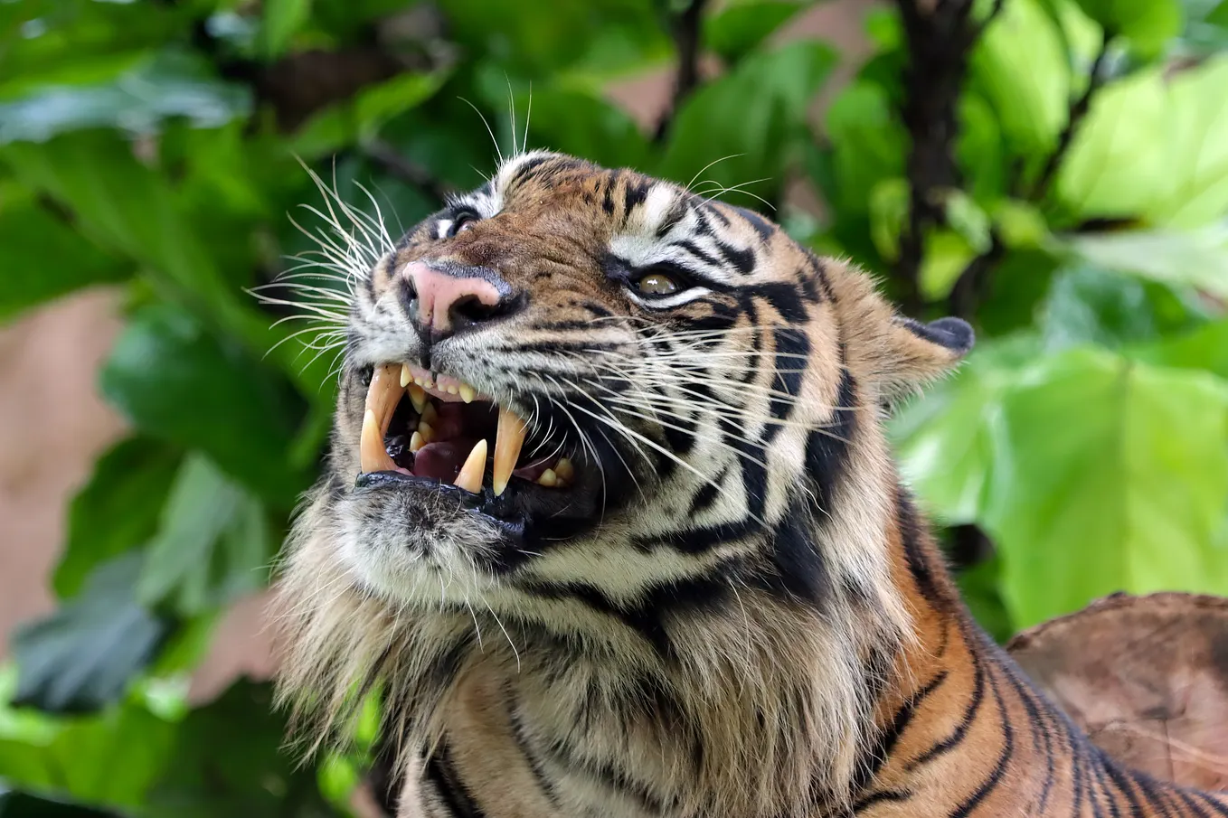 A tiger baring its fangs