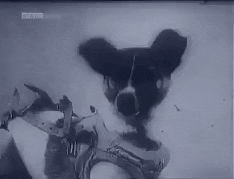 What happened to the Animals that were sent to space