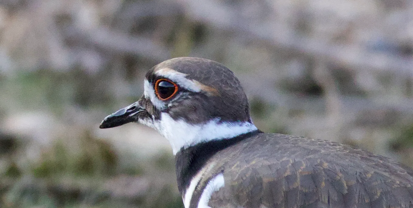 Close up of a killdeer — brown feathers wtih black neck ring and red lined eye