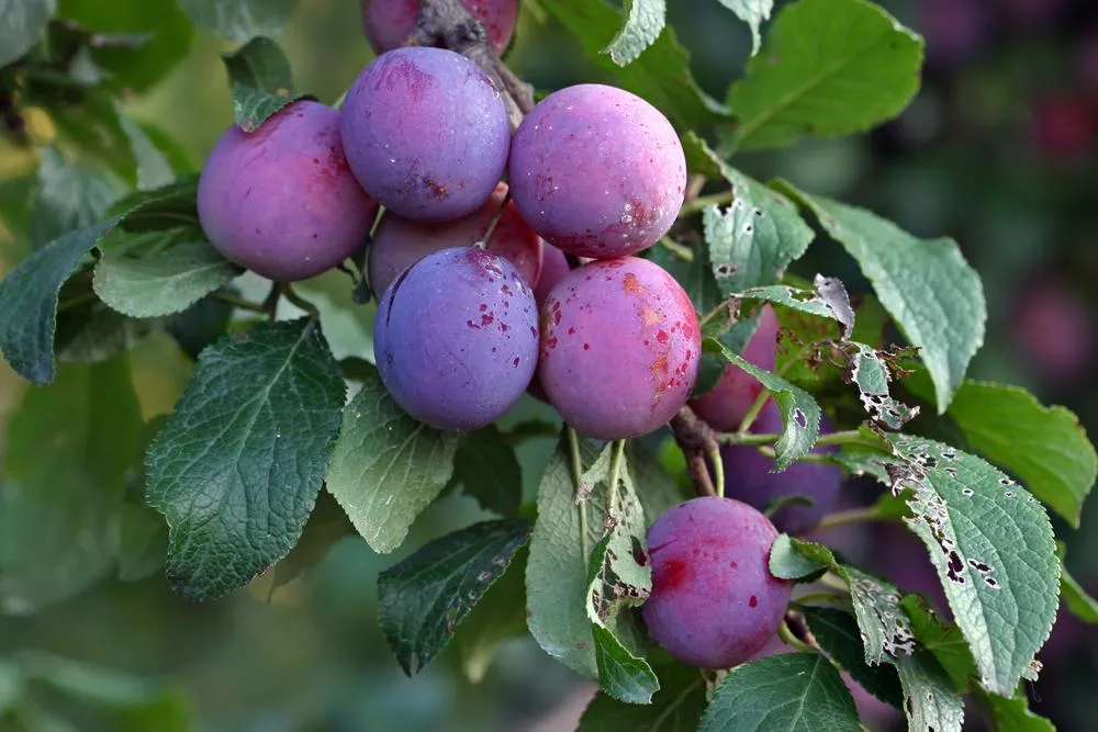 5 Fruit Trees That Thrive in Small Gardens