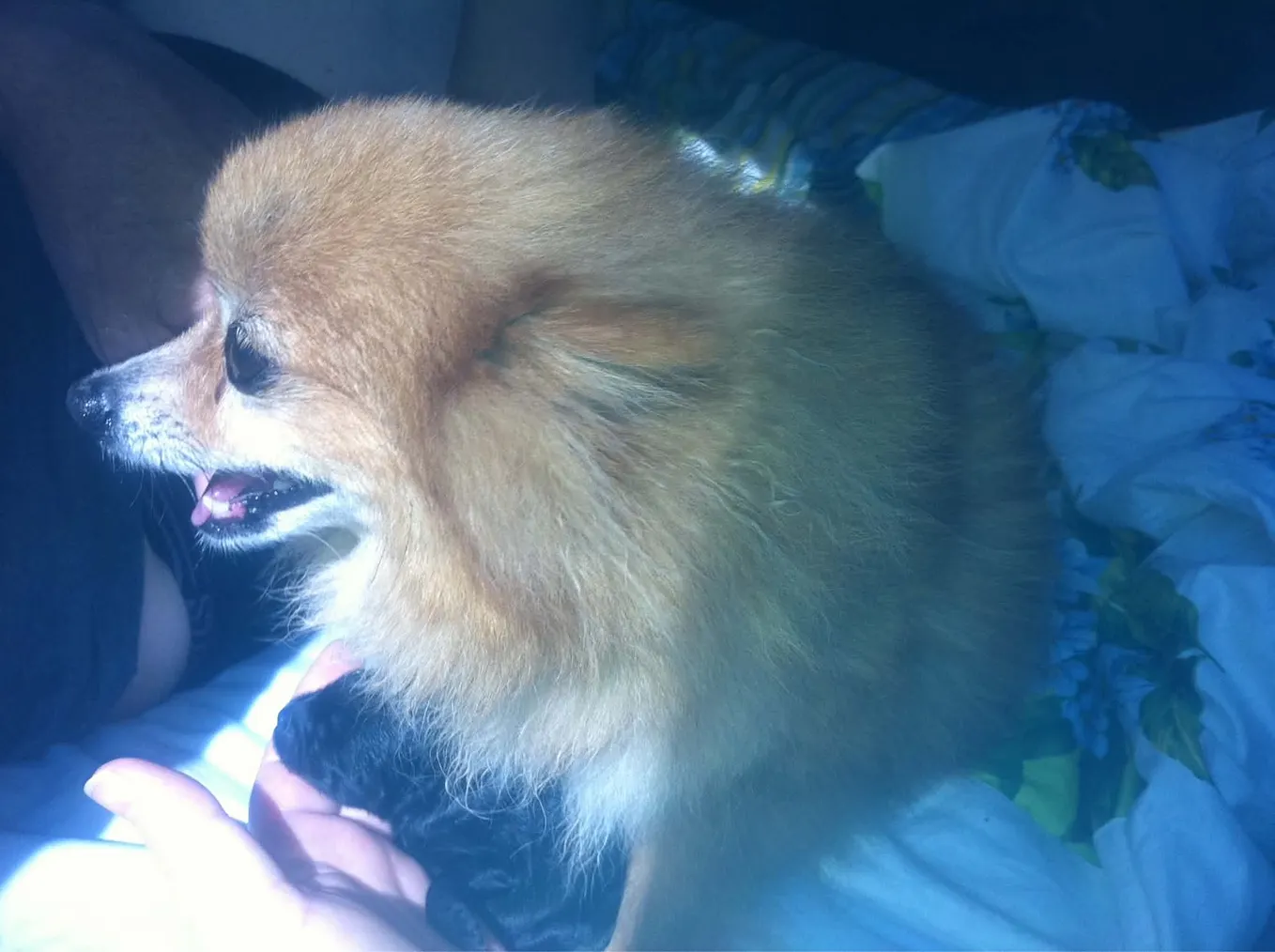 The Role of Pets in The Healing Process