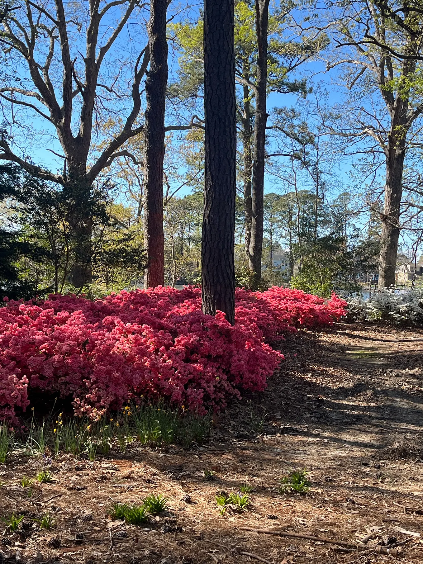 Flowers and weeds along a path in Virginia Beach, VA.