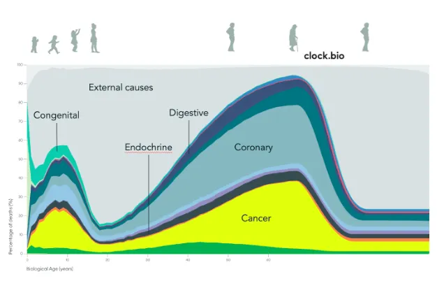 A white paper for rejuvenation therapies and blueprint for clock.bio