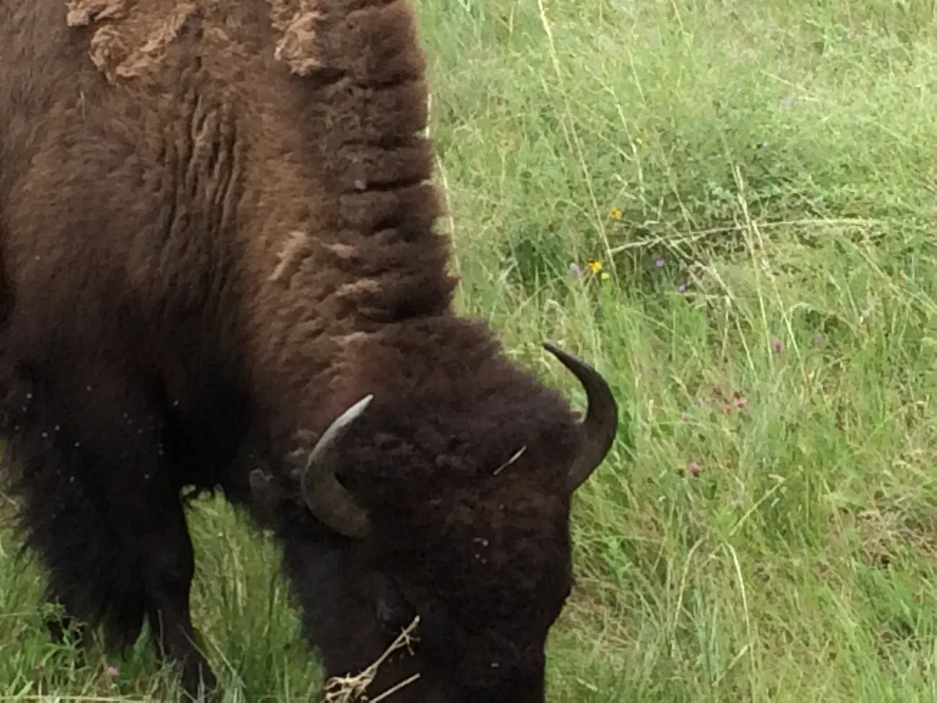 Tatanka