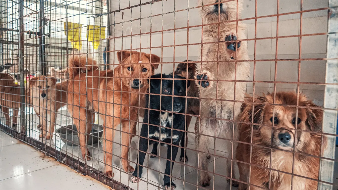 The Overpopulation of Animal Shelters in the United States: How it Can Be Solved