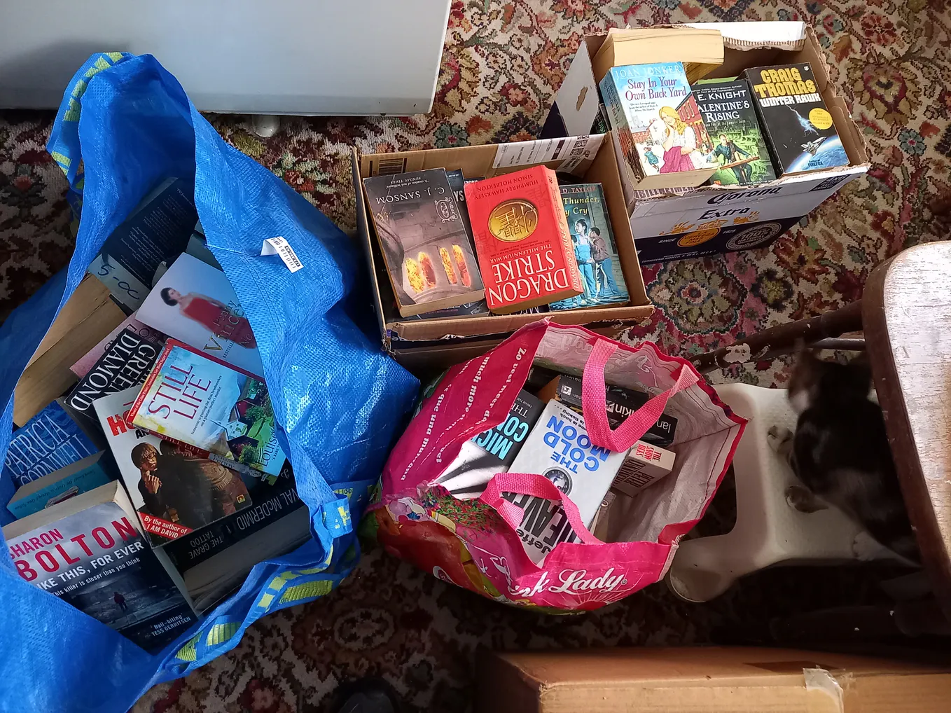 Bags and boxes of read paperback books, with an inquisitive kitten. Photo: Clare O’Beara.