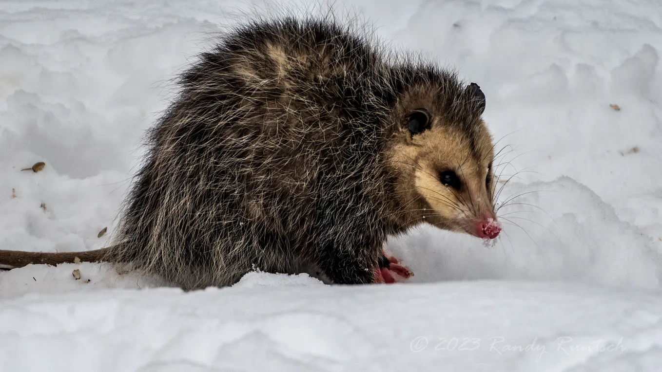 A Virginia opossum forages for scraps from a bird feeder in the author’s snow-covered backyard.A Virginia opossum foraging in the snow.