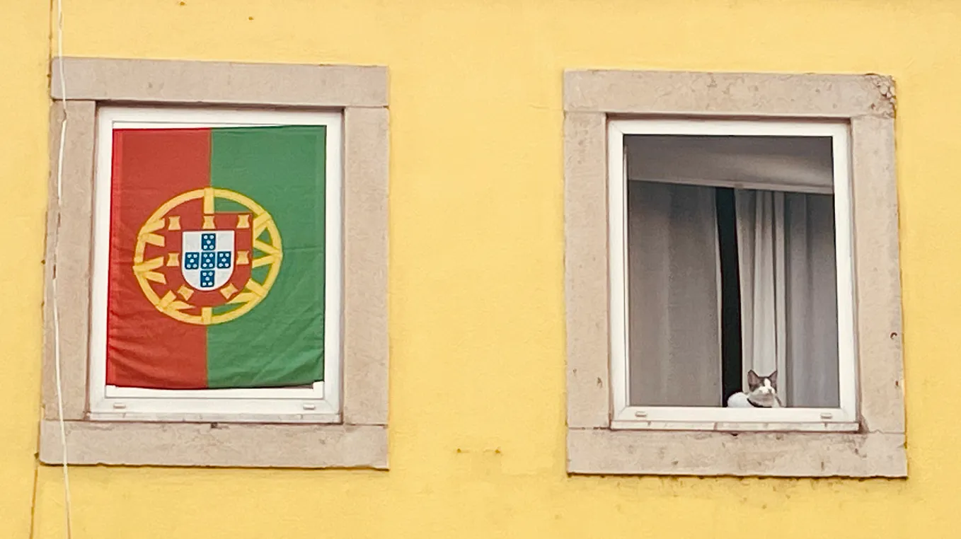 Cat looking out of a window with a Portuguese flag on the opposite window
