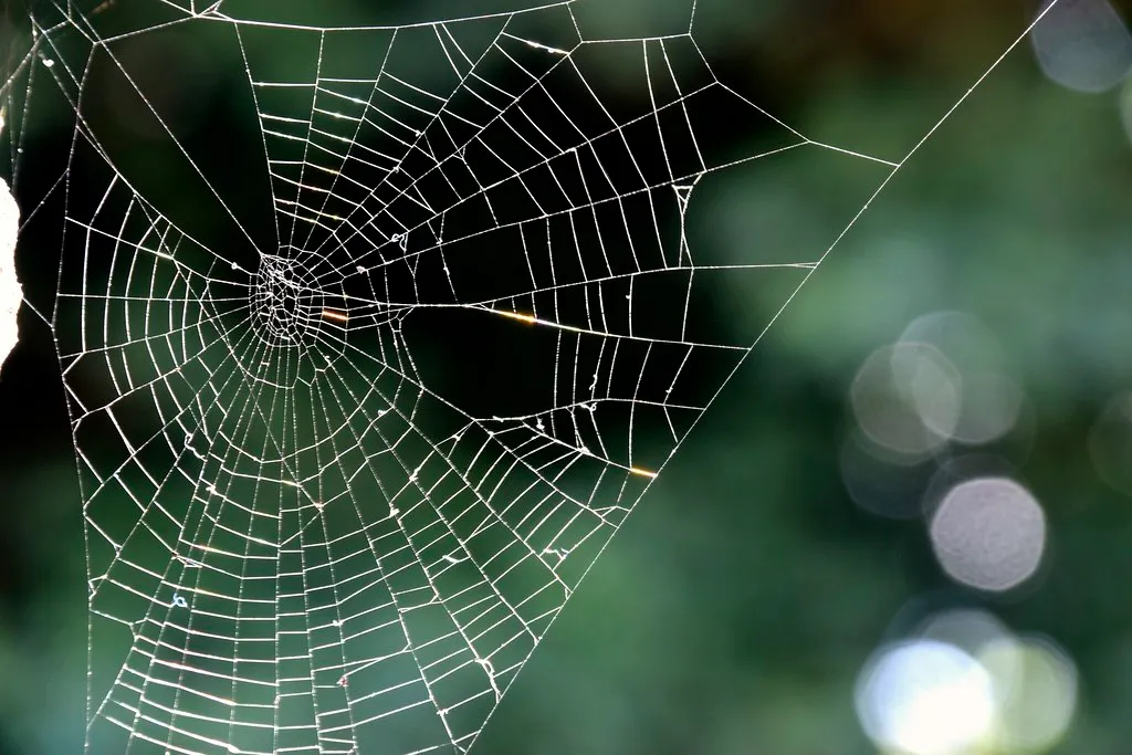 Campbell, Sophie. Broken Webs. Flickr