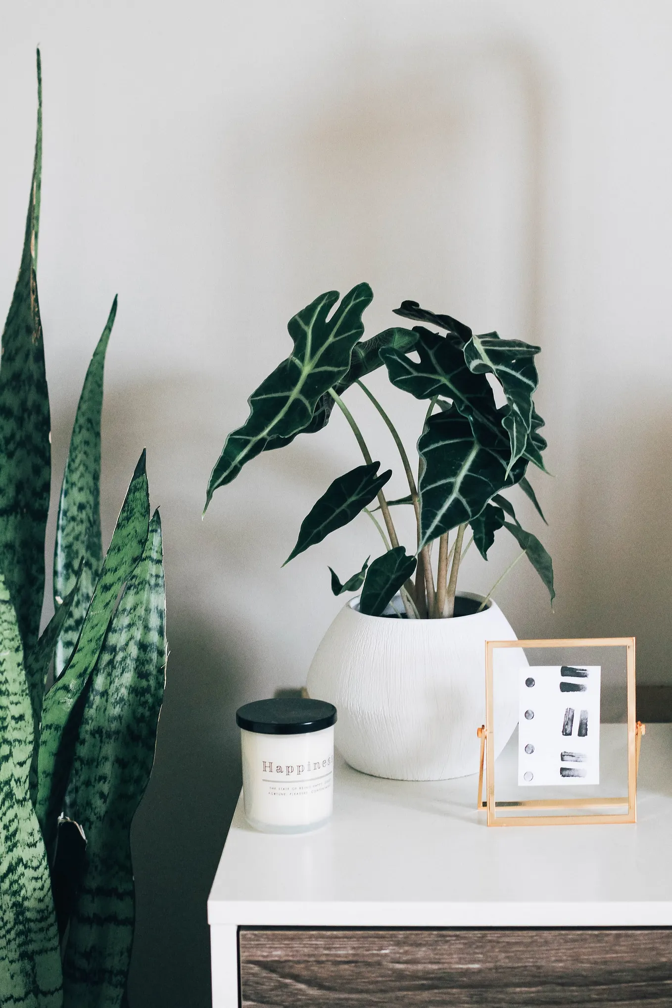 indoor prayer plant Prayer Plant | Unique House Plant | Same-Day Delivery