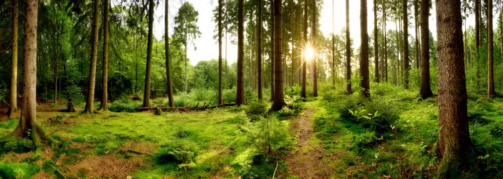 Picture of a forest with a low sun shining through the trees.