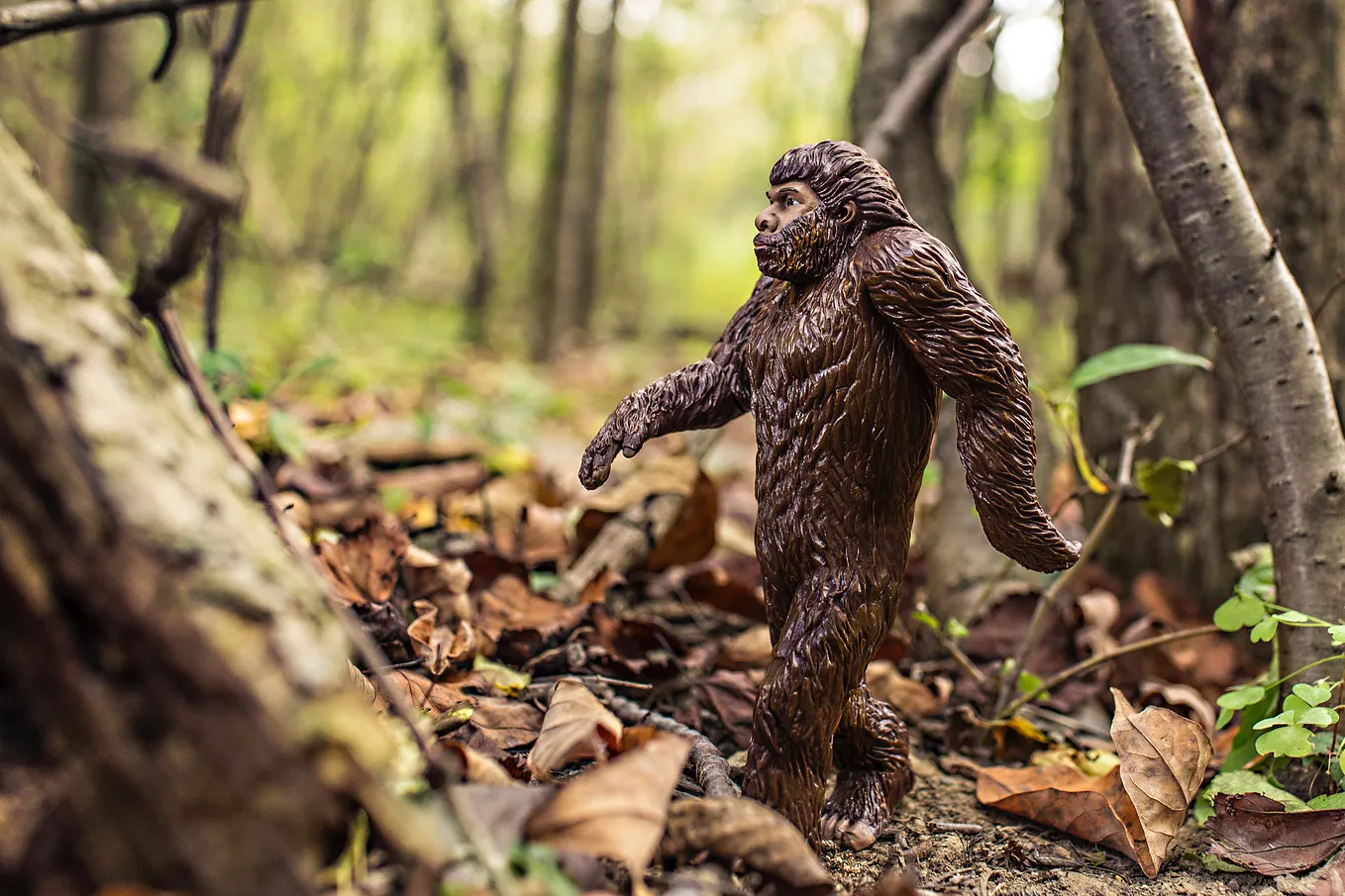 3 Reasons Why I Believe in Bigfoot and You Should Too