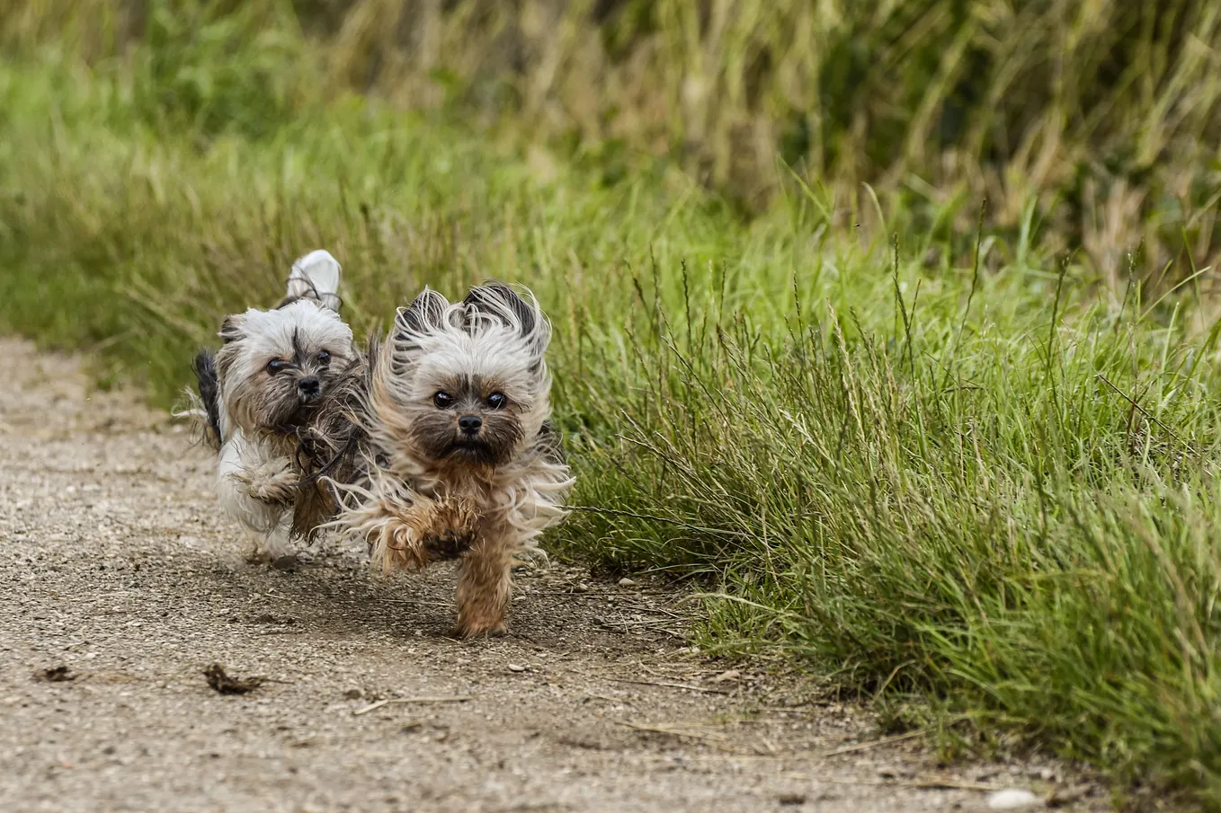 Small dog chasing another small dog, who’s eyes are wide and hair and ears flying as she runs away. George Costanza. Jerry Seinfeld. Dating. Astrology.