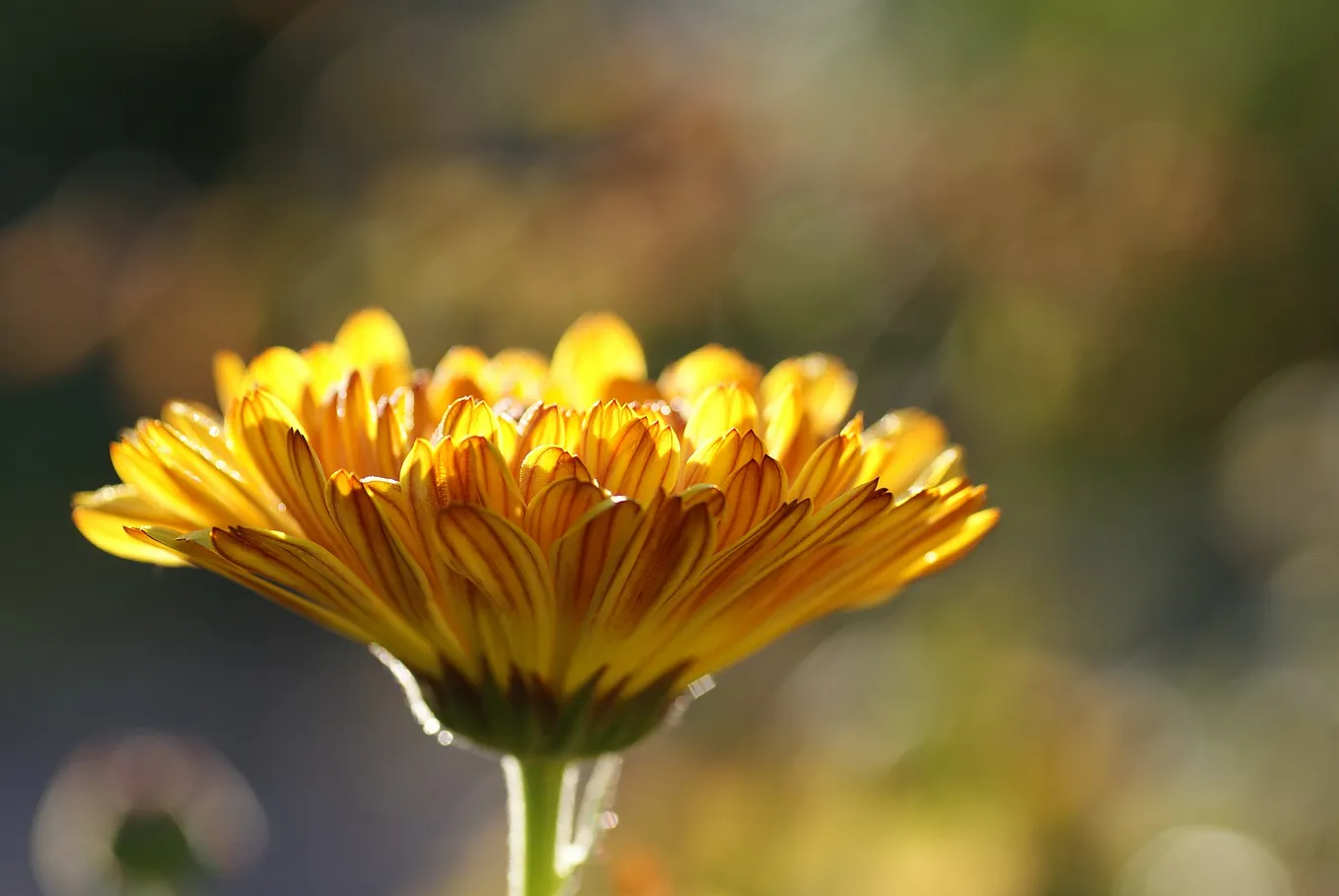 Calendula Fields