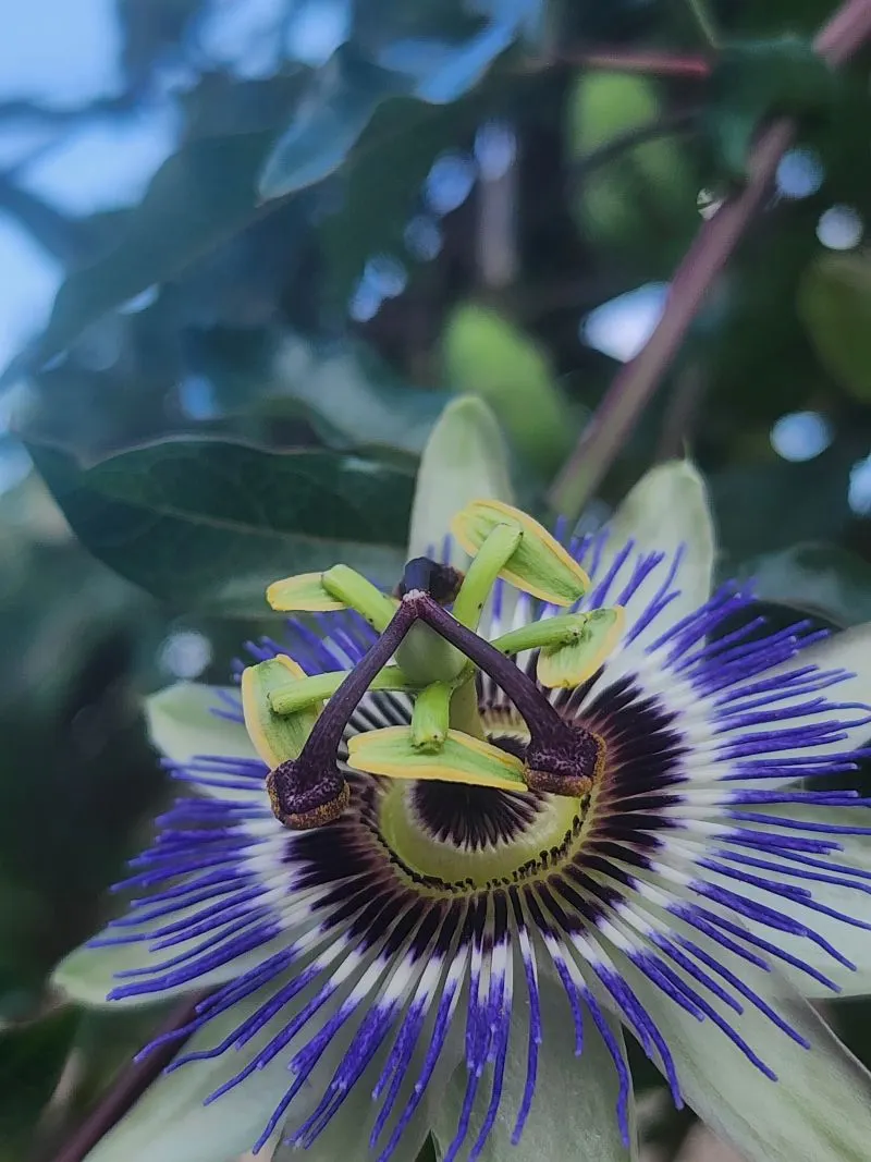 Passionfruit and Perspective