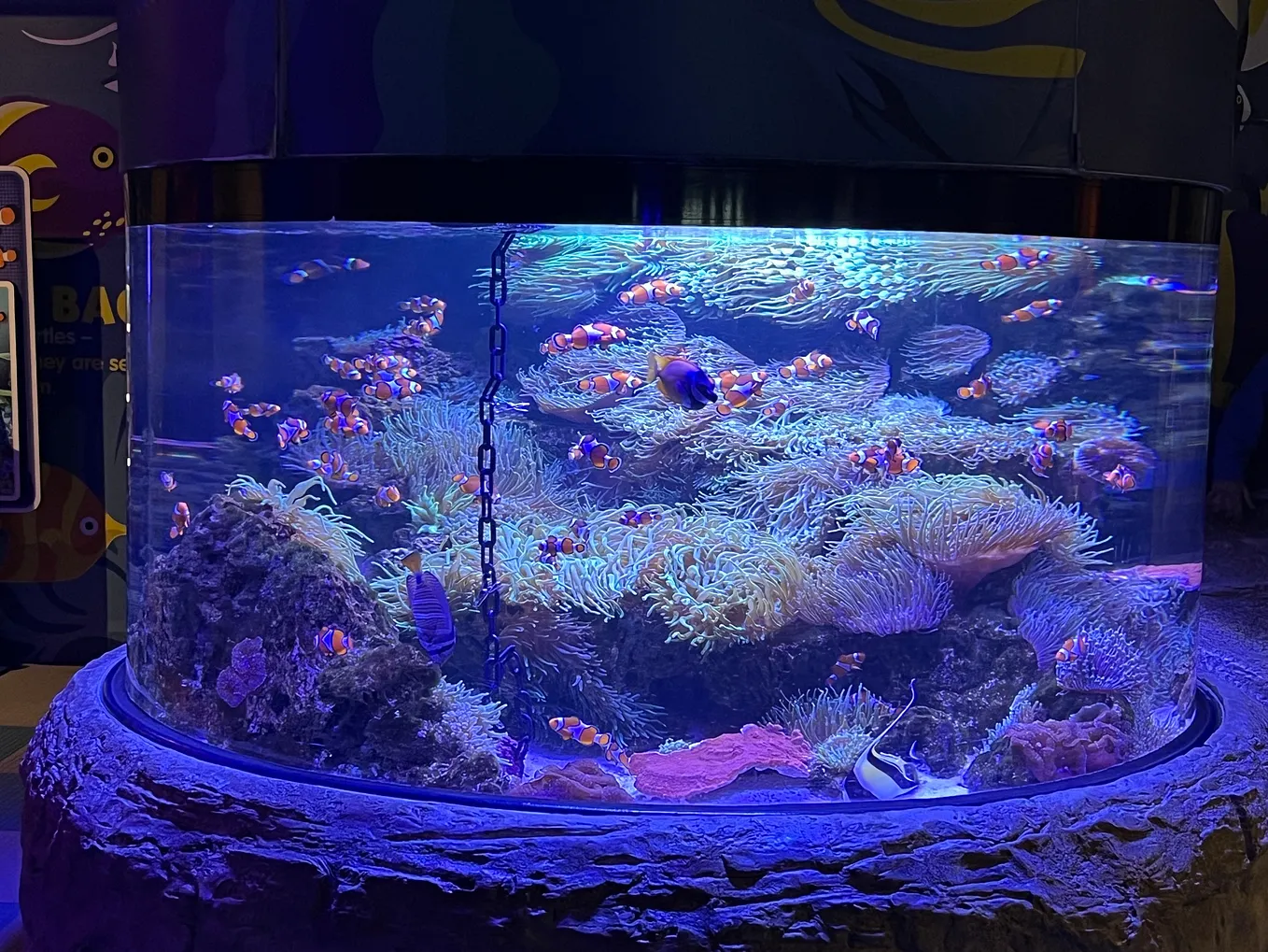A tropical fish tank with clownfish.