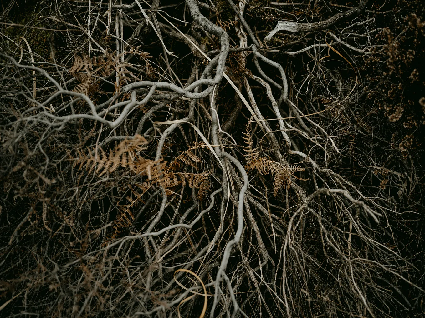 Finding the Root of the Negative