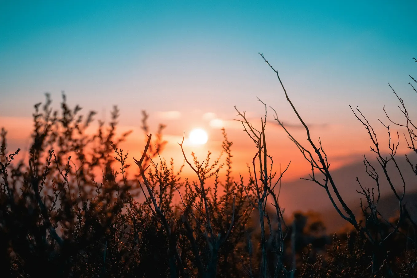 Image of a sunset or sunrise with a clear sky and silhouette of desert plants