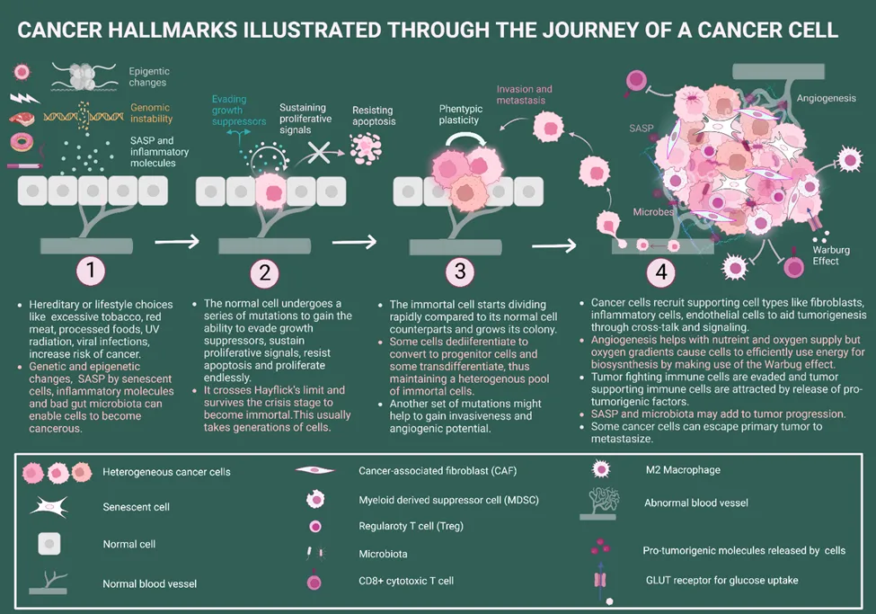 A Brief Understanding of the Cancer Hallmarks and Enabling Characteristics: Part 1