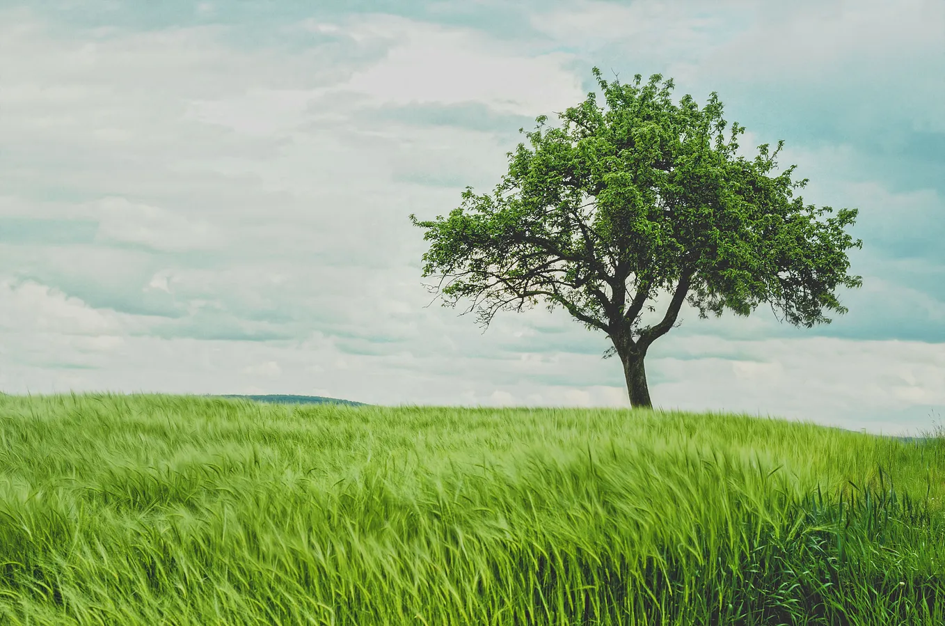 The Lonely Tree