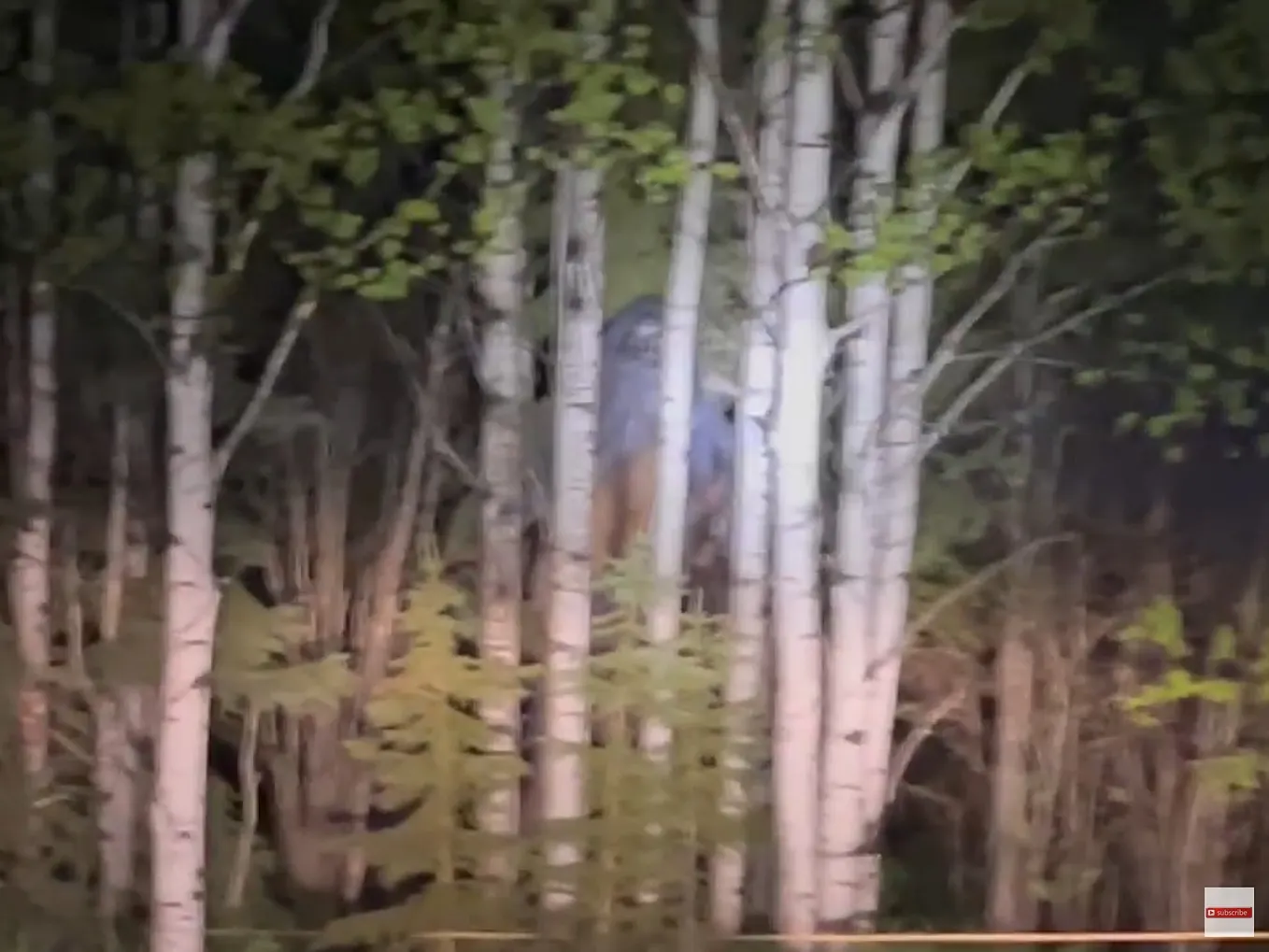 Is THIS Why Some Footage of Cryptids Don’t Actually Contain Any ...