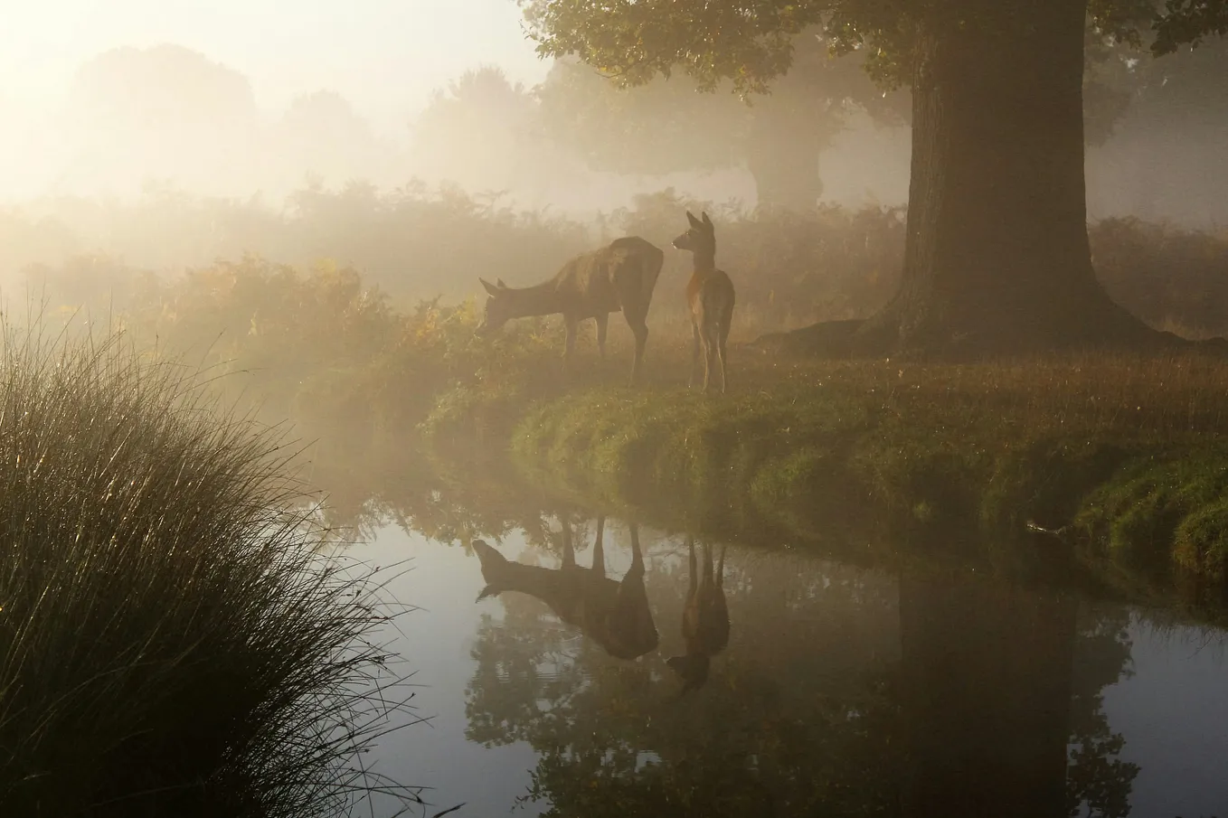Two deer grazing on grass by the river, with fog gracing the morning.