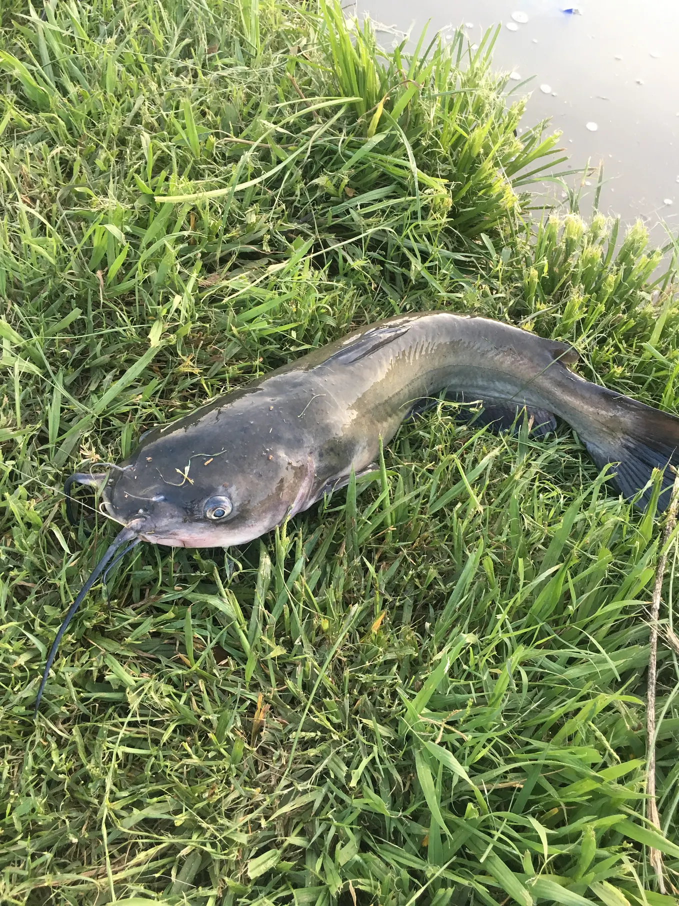 Why Do I Fish for Bass?