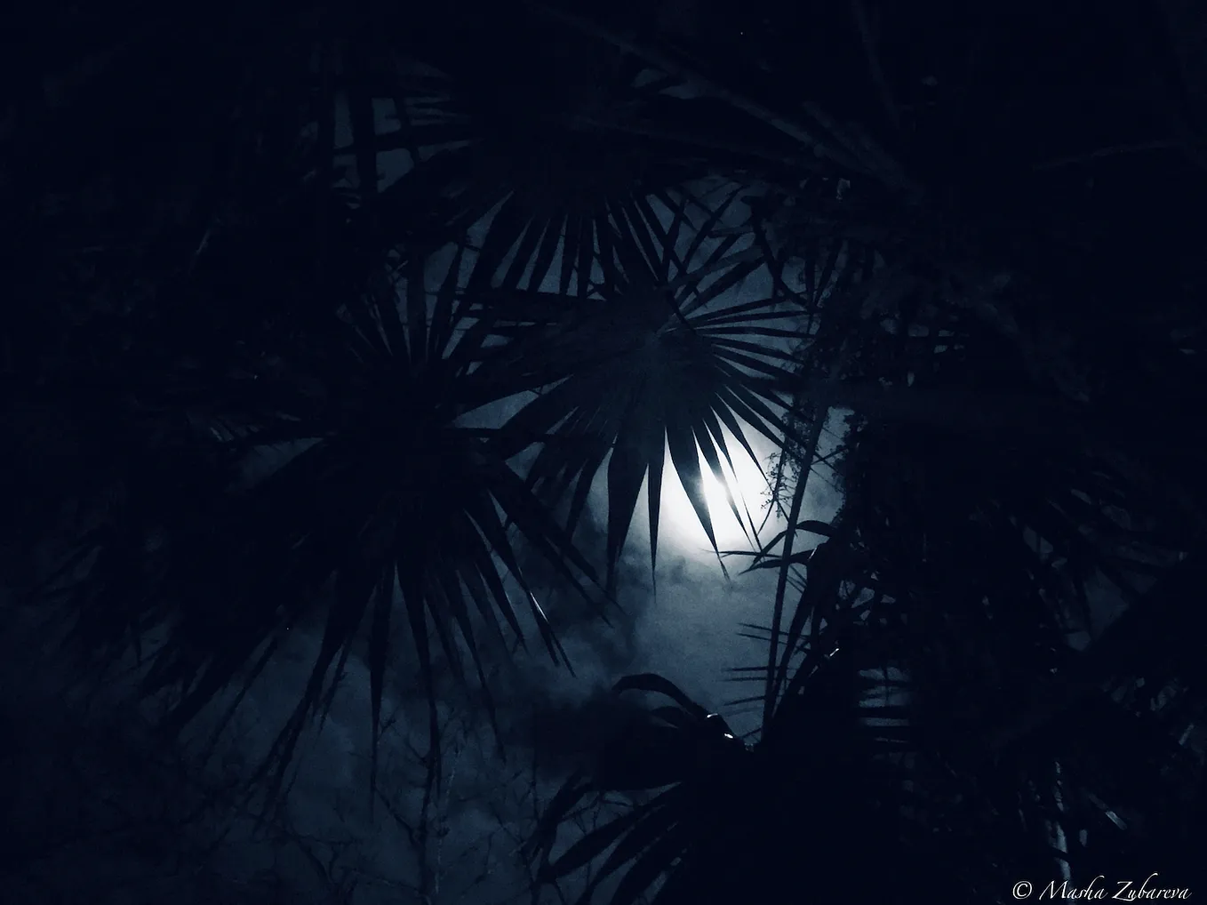 Palm trees against a night sky, illuminated by the moon