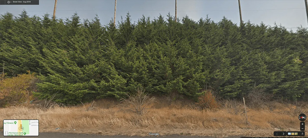 Problems With Leyland Cypress Trees