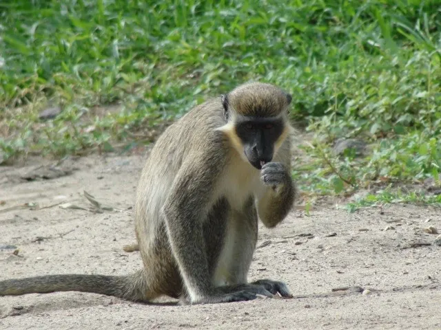 Barrel of Monkey Madness with the Green Vervets of St. Kitts & Nevis