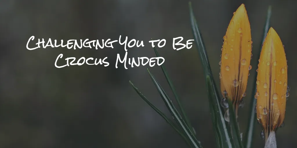 I’m Challenging You to be Crocus Minded