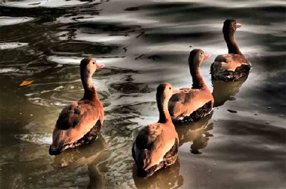 Are All Your Ducks in a Row for 2026?
It’s Time for a New Beginning