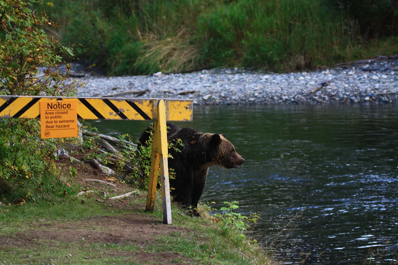 A grizzley bear by the water