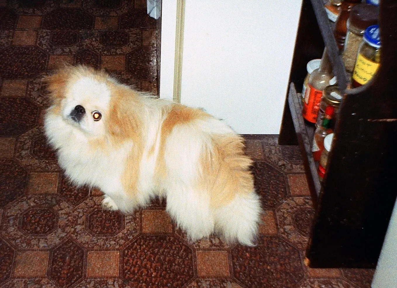 The Peke and the Pub: A Second Chance for a One-Eyed Dog