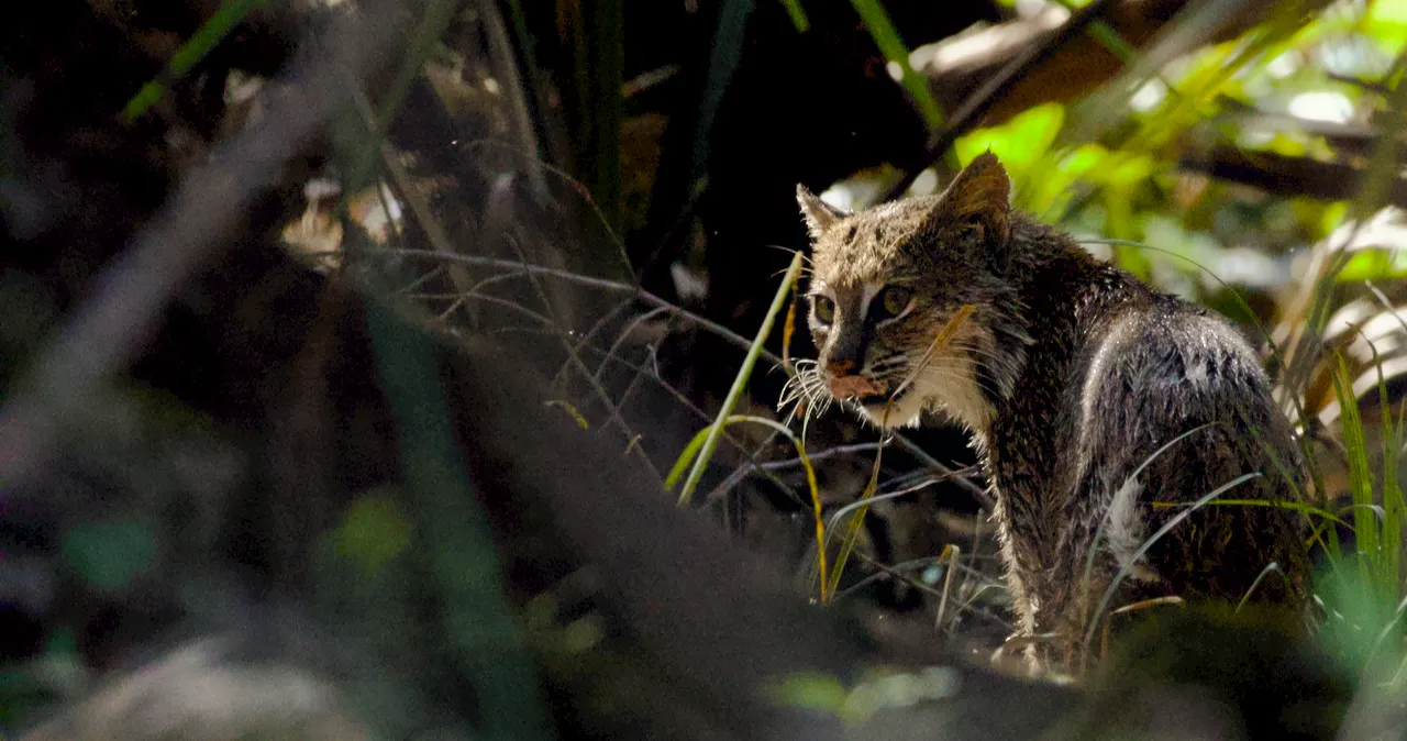 A Bobcat, Limpkin and Alligator Wade Into a River