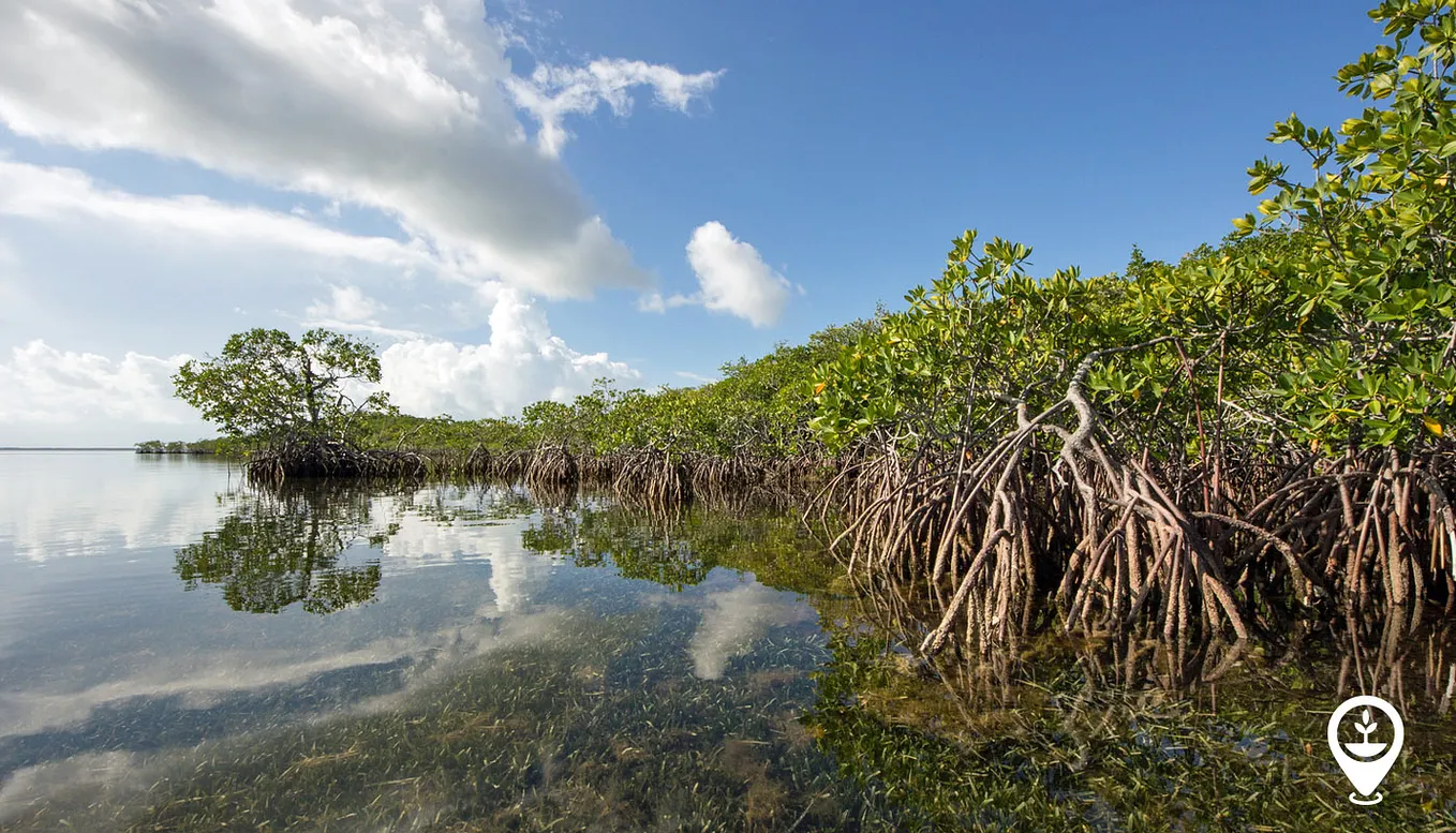Coastal Forests and Their Role in Climate Adaptation