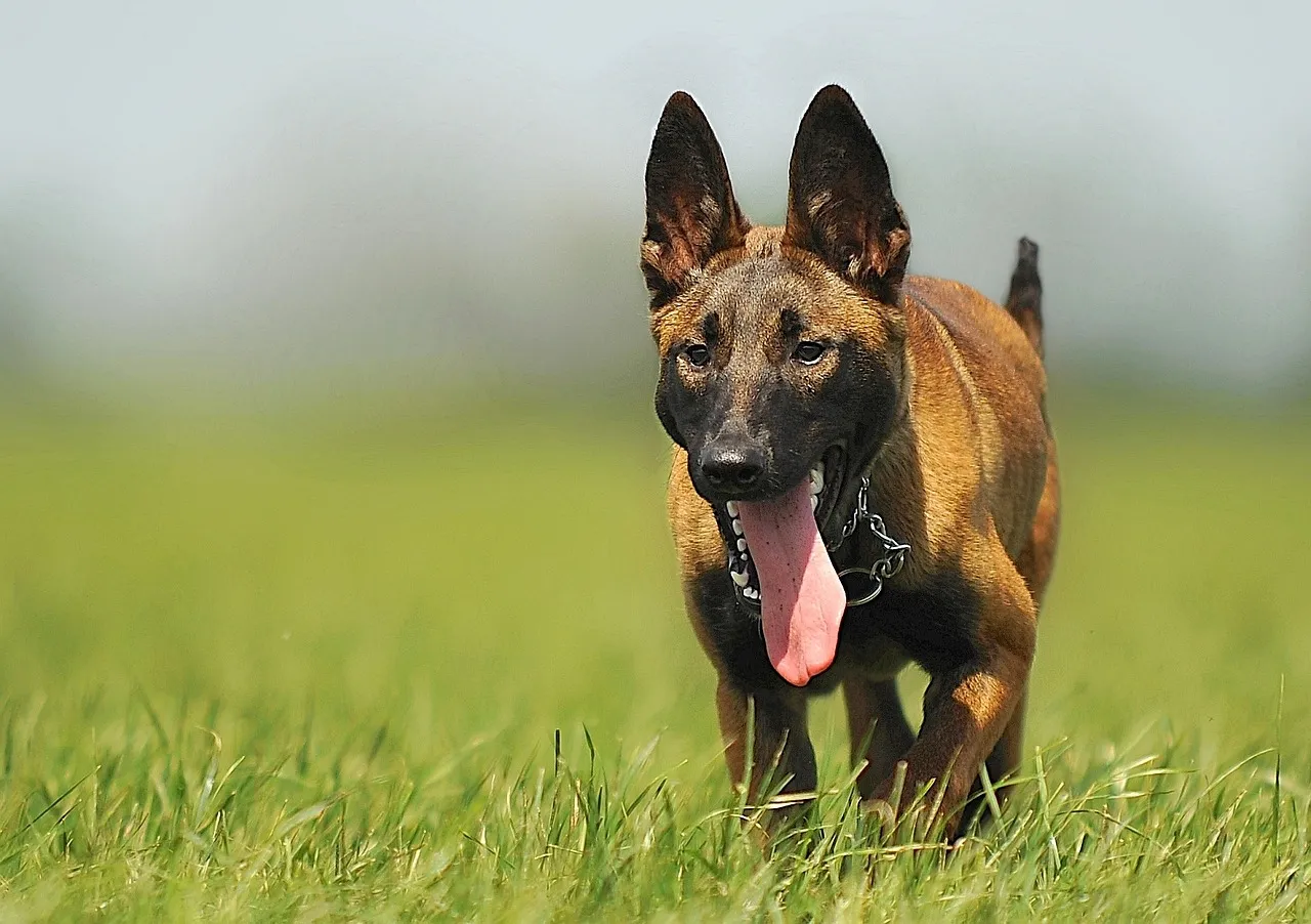 From Shelter Dog to My Best Friend: My Belgian Malinois Rescue Journey.