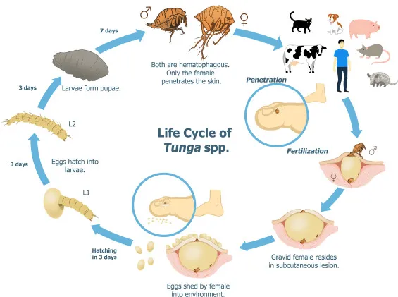 Challenges of Tungiasis in Kenya’s Rural Vulnerable Population