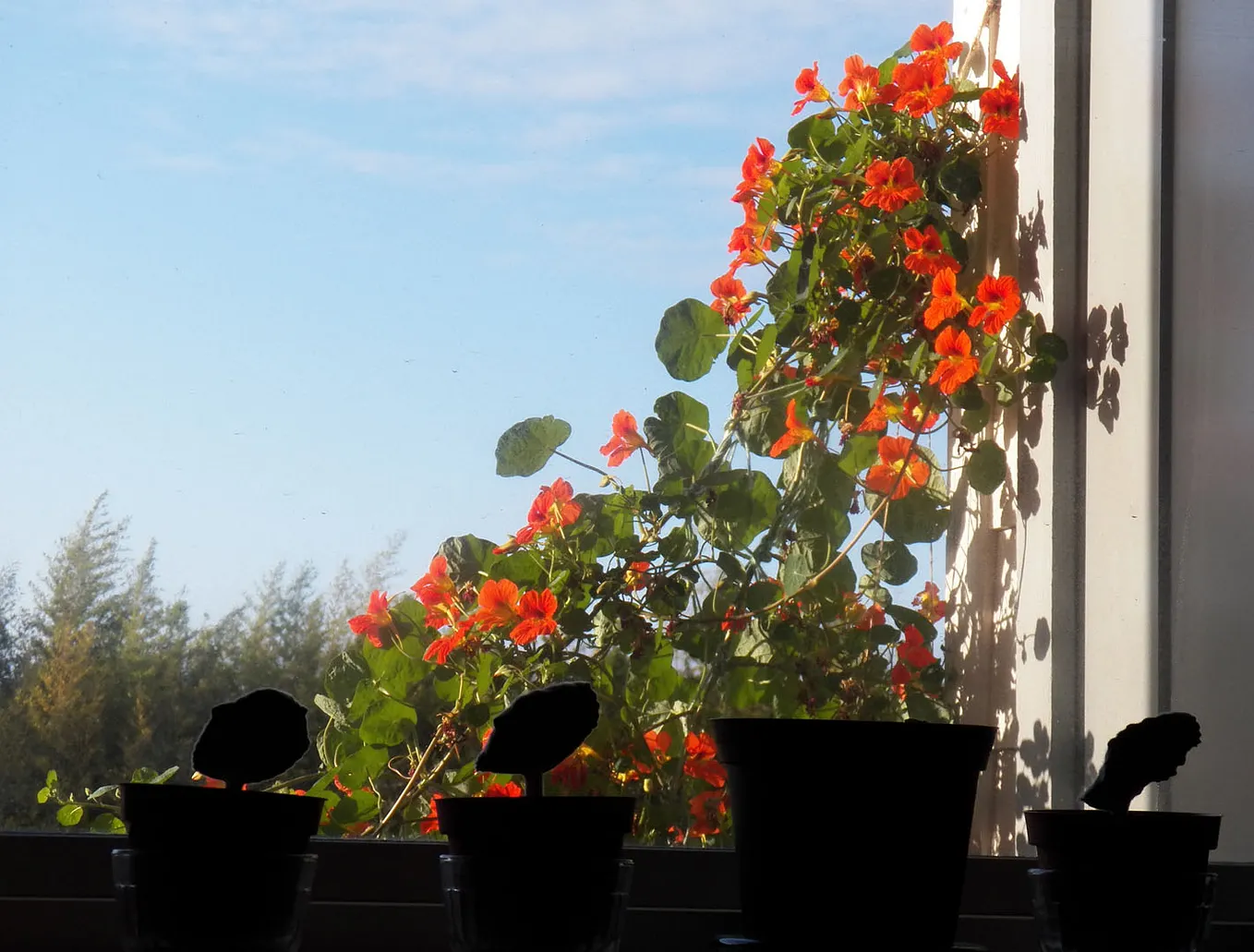 Viewed through my bedroom window, I watch hummingbirds visit my nasturtiums (orange flowers on a large vine).