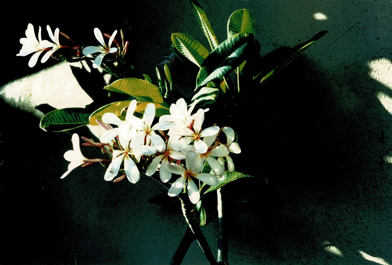 Plumeria flowers with five petals each and some rounded long leaves