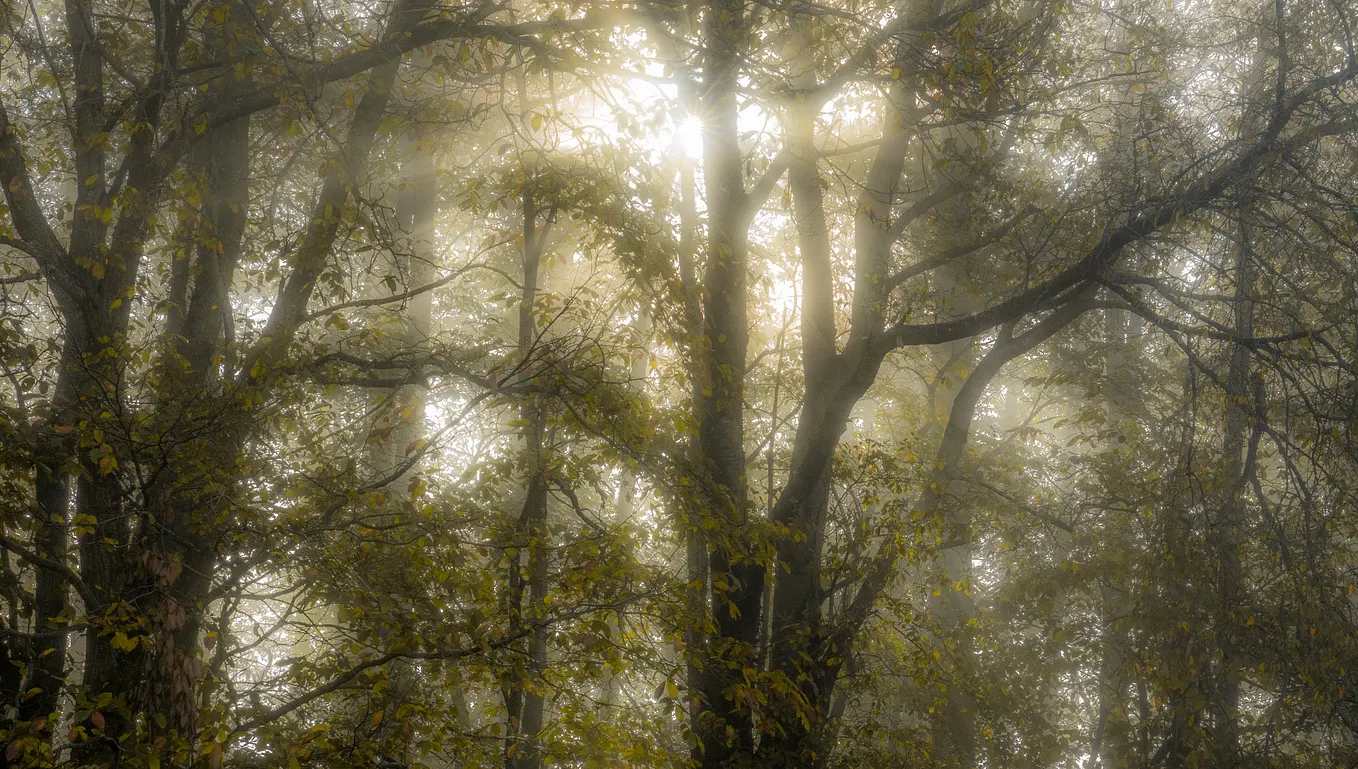 Photograph used for decorative purposes. Sunlight coming through fog and trees. Very diffused and slightly eerie.