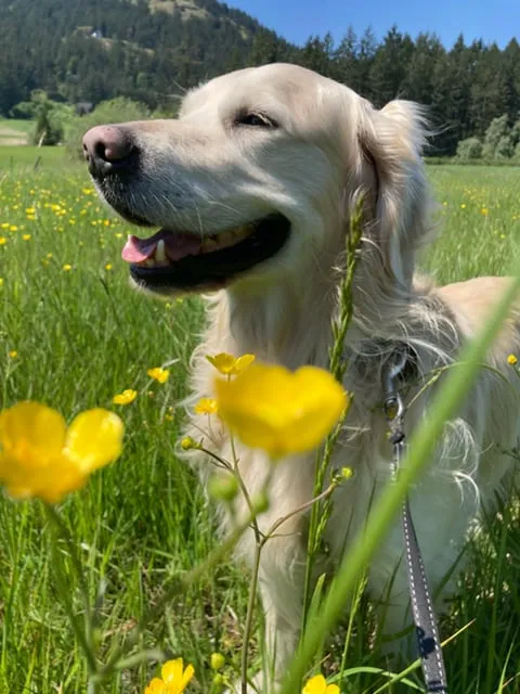 Business Proposal: Golden Retriever Hair Yarn Production for Orcas Island and San Juan County