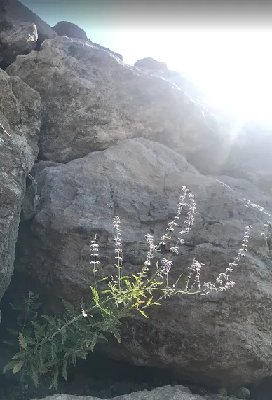 blooming weed growing between wall boulders