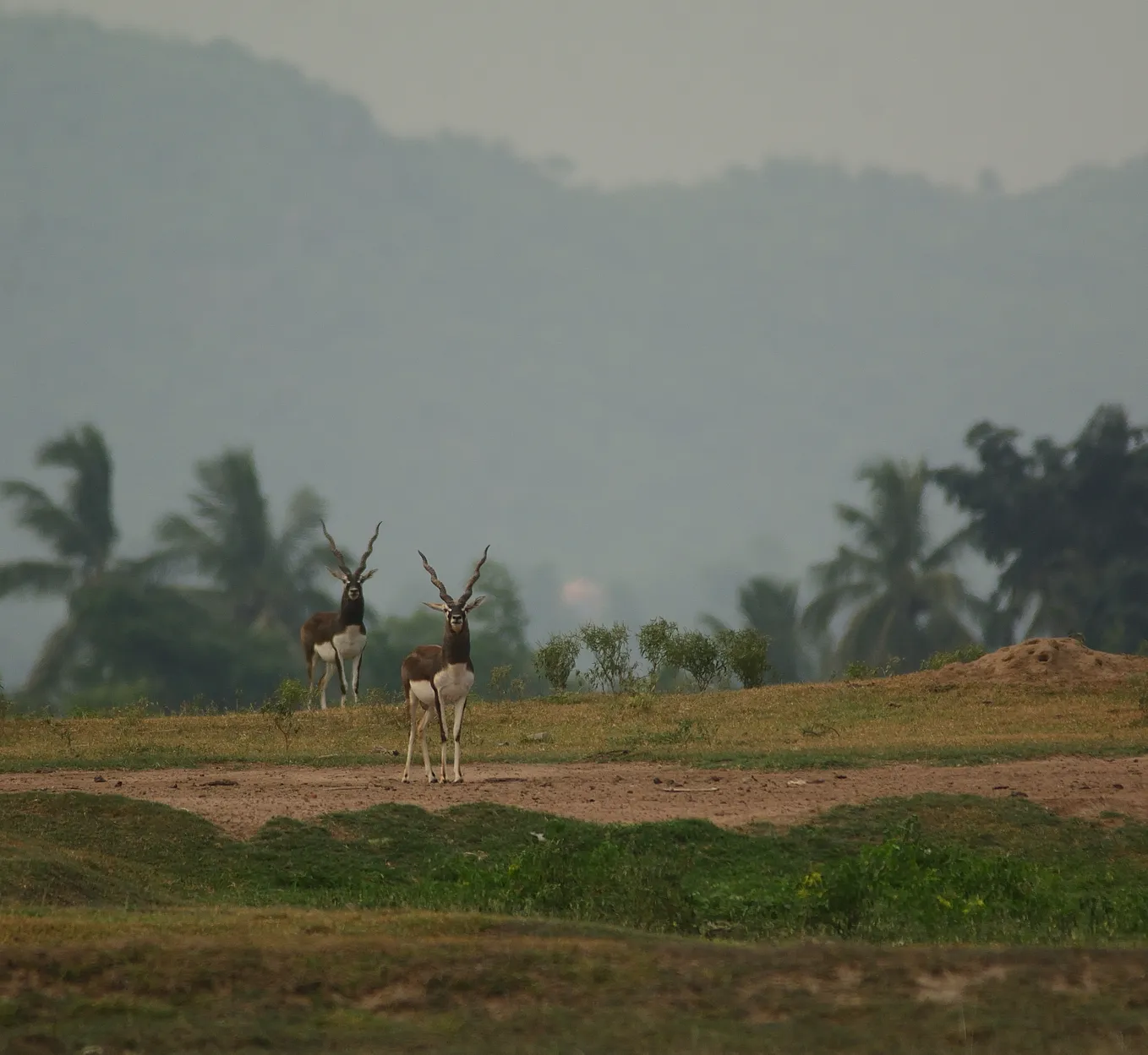 Ganjam Model of conservation: A story of co-existence