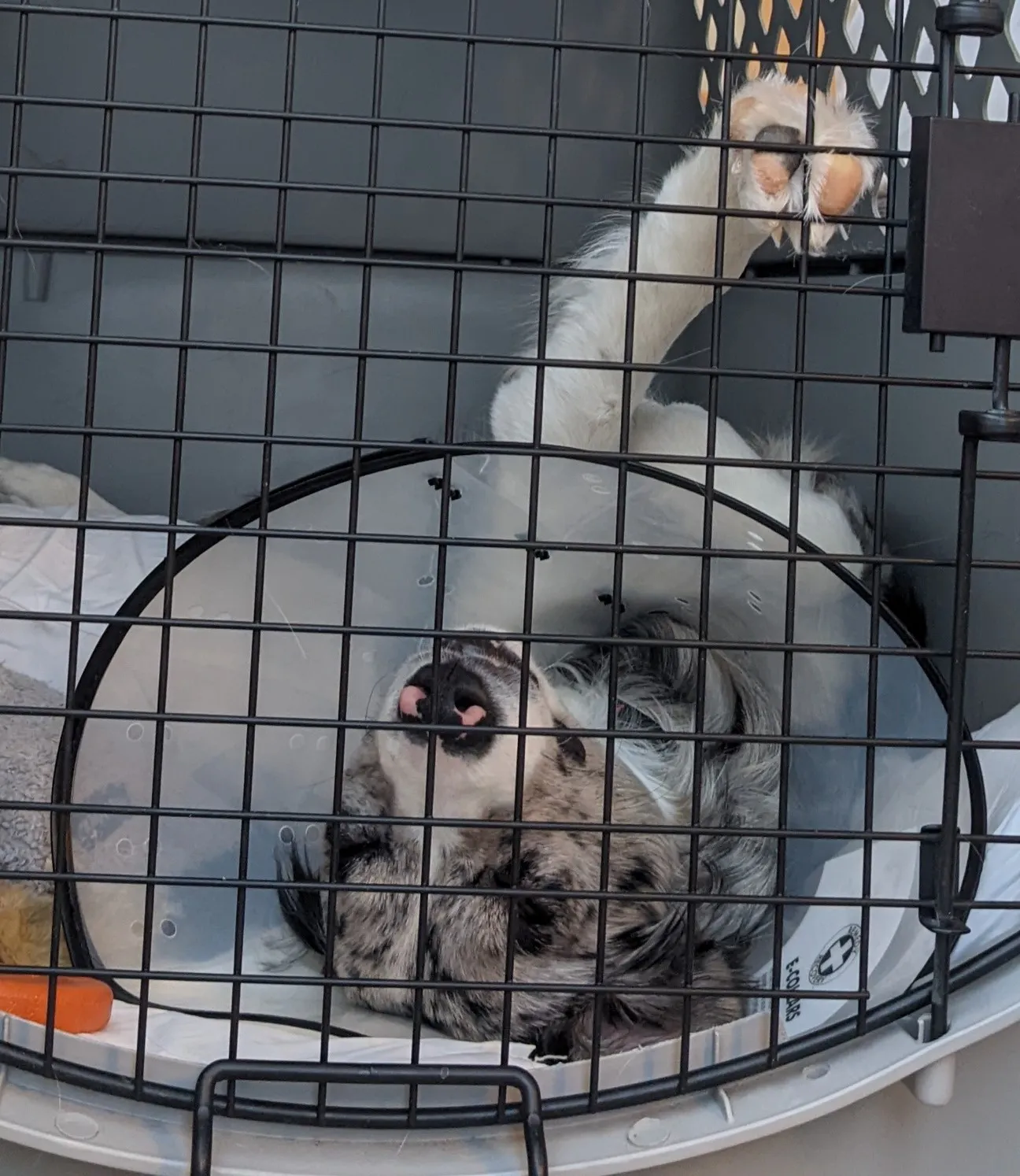 Pepper the border collie naps in her crate with her cone on