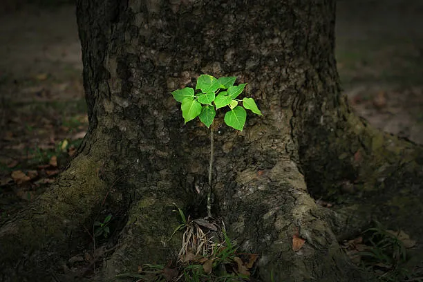 The Old Tree and the Young Sapling