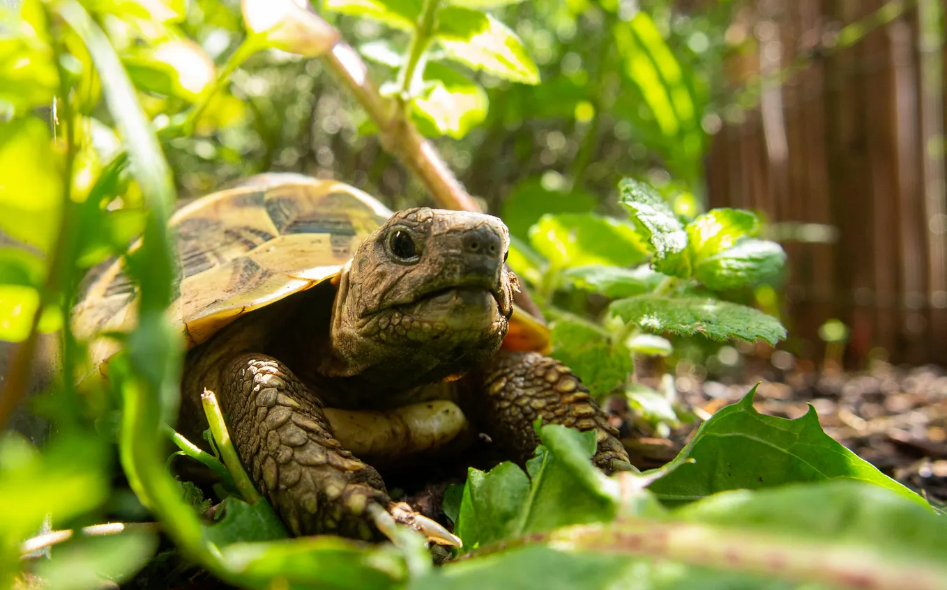 Photo of a turtle on the ground surrounded by greenery.