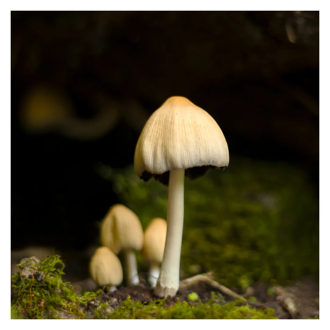 The Hidden Beauty: Why Mycelium Touched My Soul?