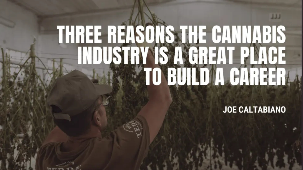 Three Reasons the Cannabis Industry is a Great Place to Build a Career