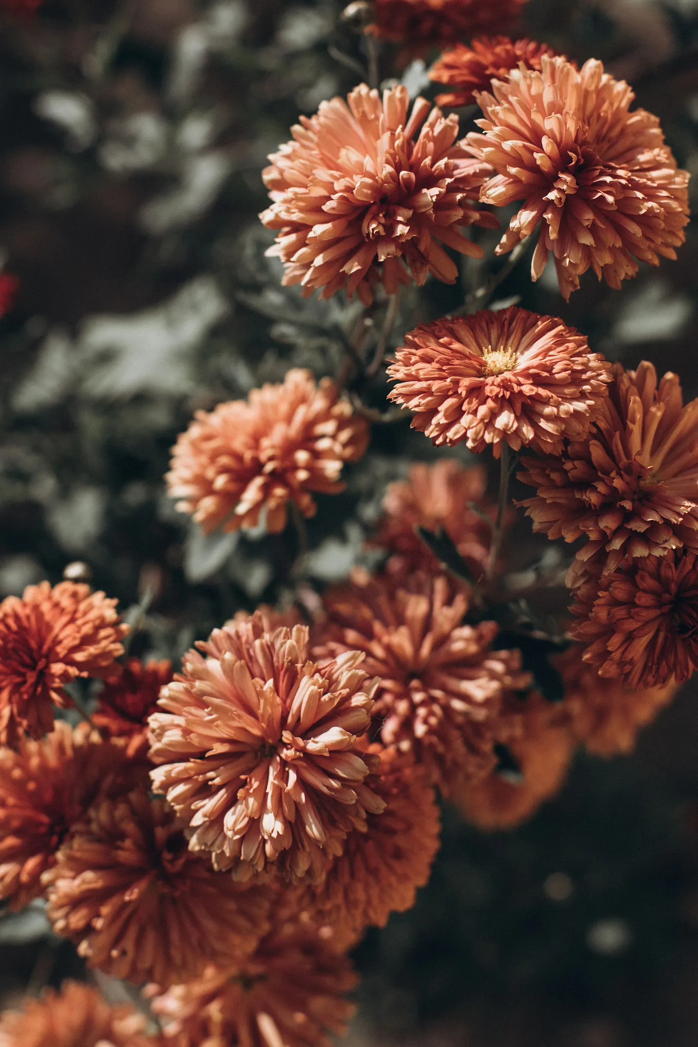 Some of my favorite poems, translated from Spanish